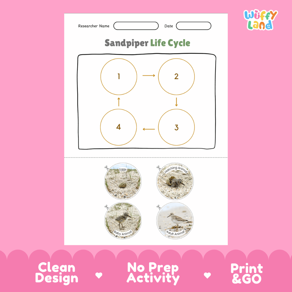Sandpiper Life Cycle Poster and Cut and Paste Worksheet Activity