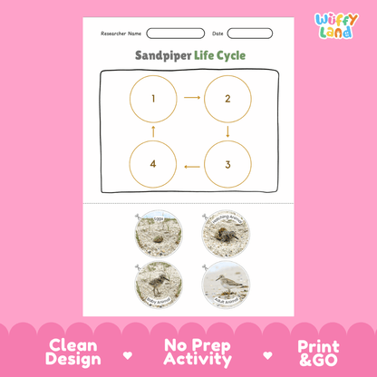 Sandpiper Life Cycle Poster and Cut and Paste Worksheet Activity