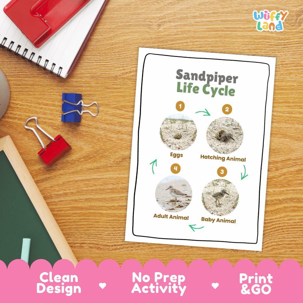 Sandpiper Life Cycle Poster and Cut and Paste Worksheet Activity