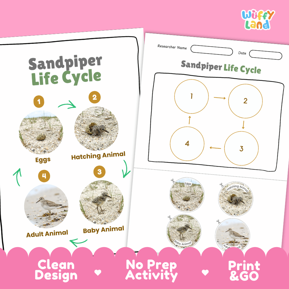 Sandpiper Life Cycle Poster and Cut and Paste Worksheet Activity