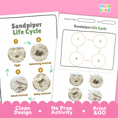 Sandpiper Life Cycle Poster and Cut and Paste Worksheet Activity