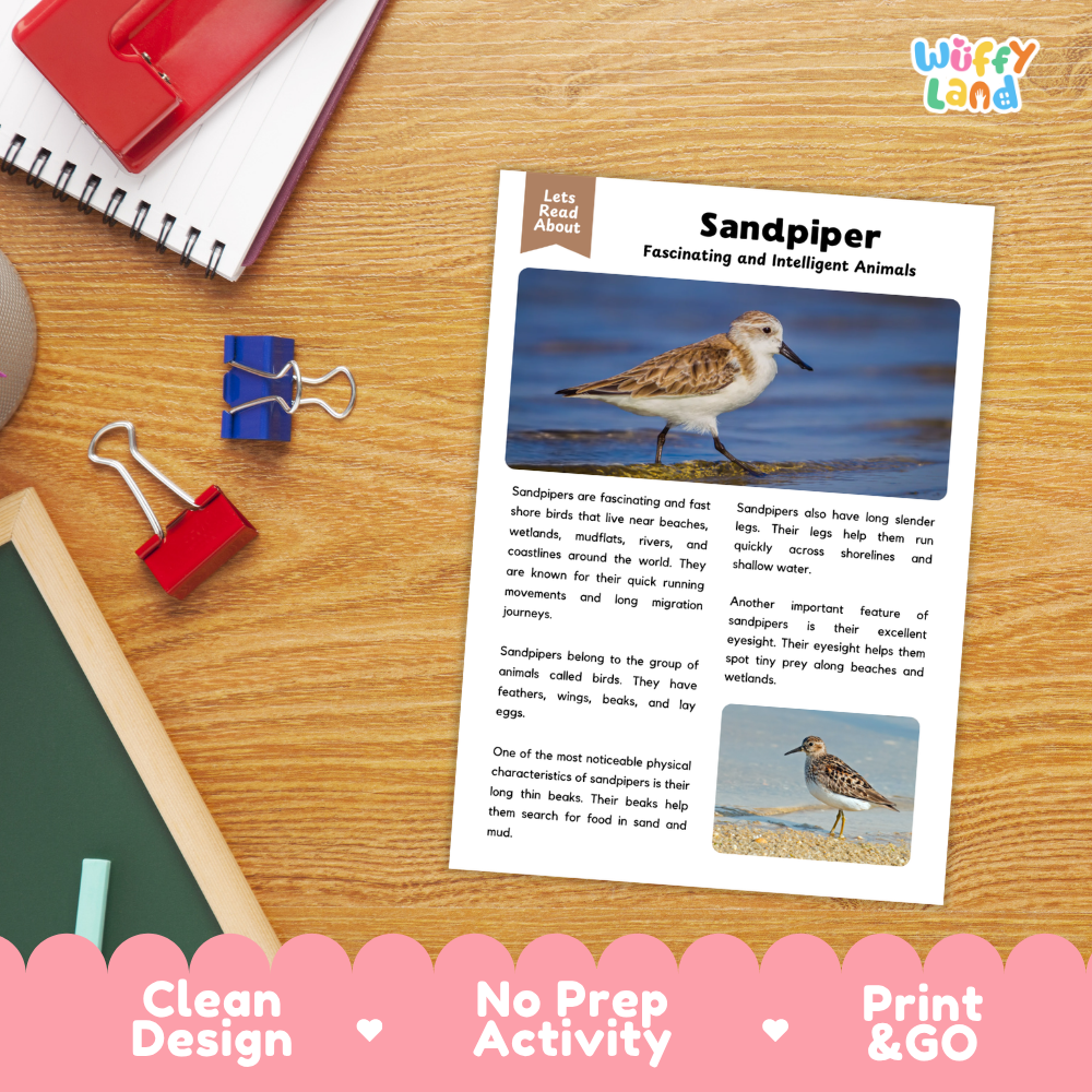 A children's educational activity sheet titled 'Sandpiper' from the brand 'Wiffly Land' is displayed on a wooden desk. The sheet features text and two color photographs of sandpipers.