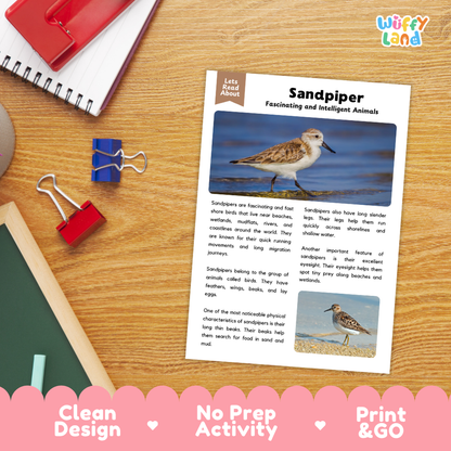 A children's educational activity sheet titled 'Sandpiper' from the brand 'Wiffly Land' is displayed on a wooden desk. The sheet features text and two color photographs of sandpipers.