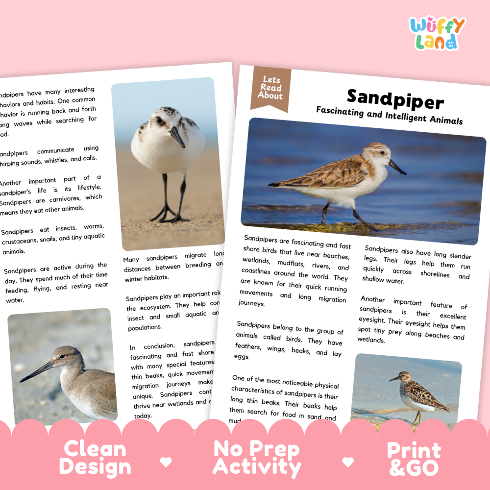 A children's educational poster set about sandpipers, featuring colorful text blocks, animal photographs, and a pink banner at the bottom that reads 'Clean Design', 'No Prep Activity', and 'Print & GO'. The brand logo 'witty land' appears in the top right corner.