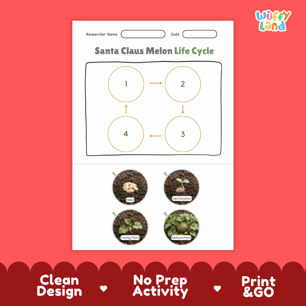 Educational reference chart poster showing the 4 stages of the Santa Claus melon life cycle from seed and germination to young seedling and mature vine