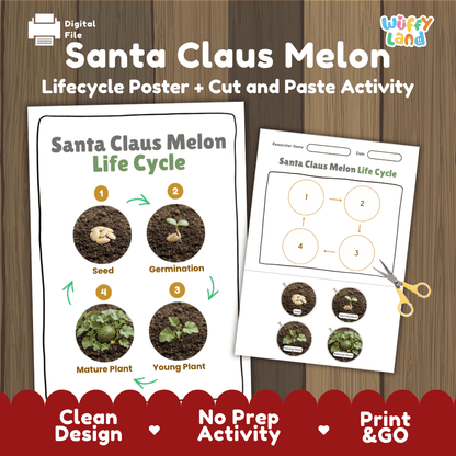 Santa Claus melon plant life cycle educational poster and cut and paste printable sequencing activity featuring real photos for elementary science