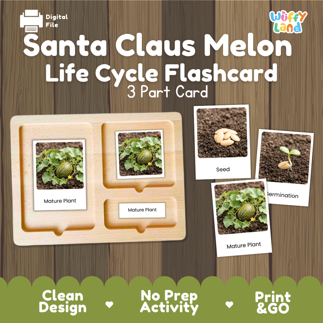 Montessori 3-part nomenclature cards showing authentic photos of Santa Claus melon growth stages displayed on a wooden tray 🗂️🏷️
