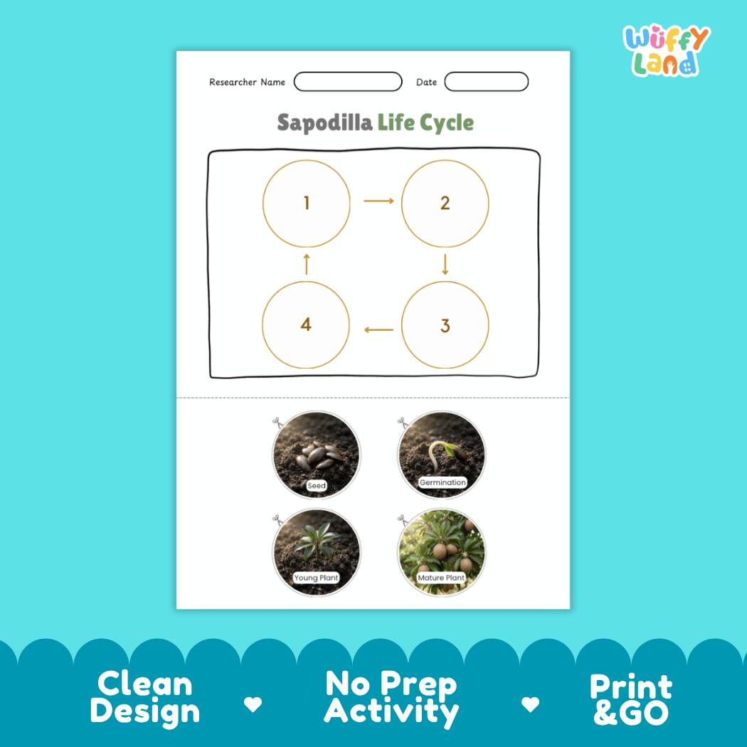 Educational reference chart poster showing the 4 stages of the sapodilla life cycle from seed and germination to young seedling and mature fruit-bearing tree