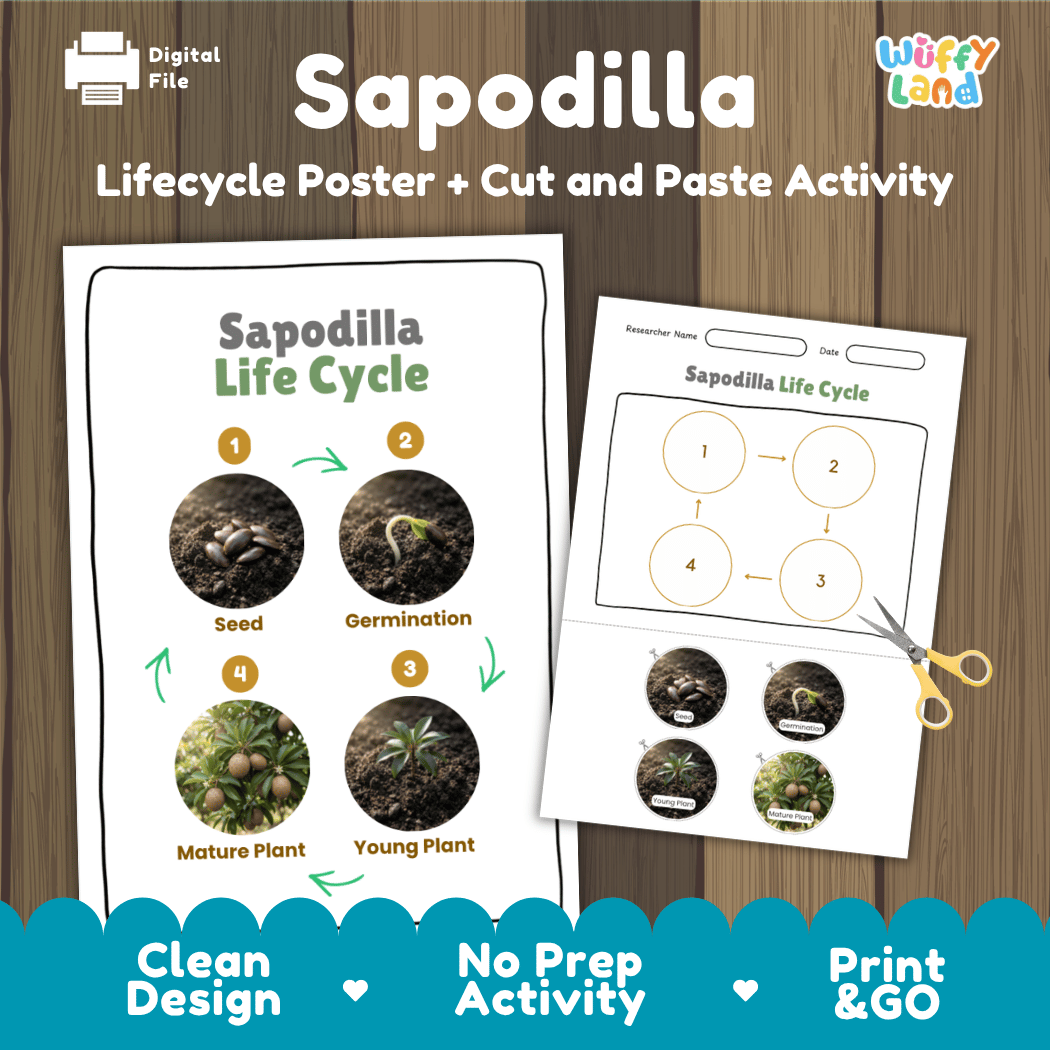Sapodilla tree plant life cycle educational poster and cut and paste printable sequencing activity featuring real photos for elementary science