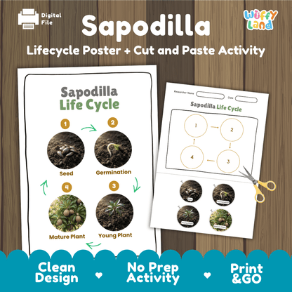 Sapodilla tree plant life cycle educational poster and cut and paste printable sequencing activity featuring real photos for elementary science