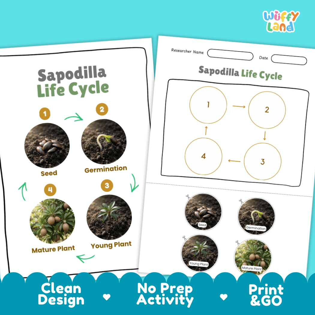 Print and go digital PDF plant science activity featuring clean design layout, researcher name line, and zero prep classroom format
