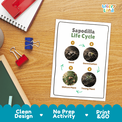 Hands-on cut and paste science worksheet with numbered circular slots for students to sequence real photo stages of a sapodilla tree