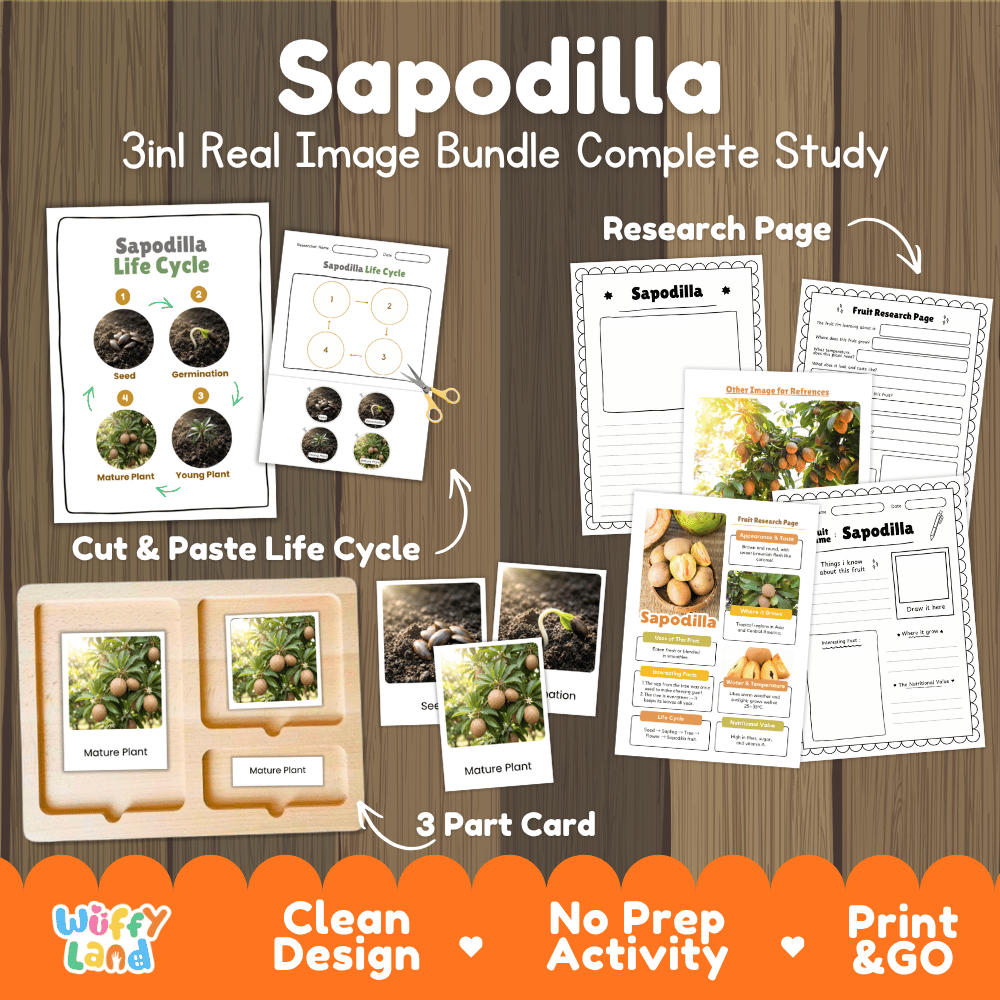 Sapodilla tree life cycle 3in1 real image bundle complete study overview featuring cut and paste worksheets, Montessori 3-part cards, and research pages from Wuffy Land 🥔🌱
