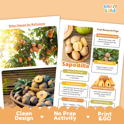 Two printed reference sheets about the fruit Sapodilla displayed on a peach-colored background. The left sheet has photos of Sapodilla trees and fruit baskets, and the right sheet contains labeled informational sections such as appearance and taste, where it grows, uses of the fruit, interesting facts, water and temperature, and life cycle.