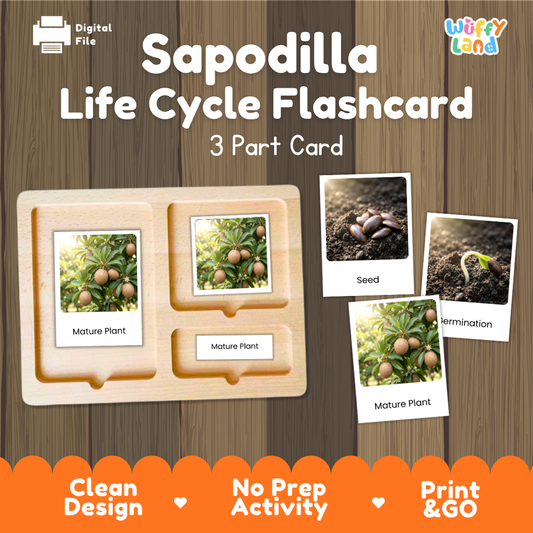 Montessori 3-part nomenclature cards showing authentic photos of sapodilla tree growth stages displayed on a wooden tray 🗂️🏷️
