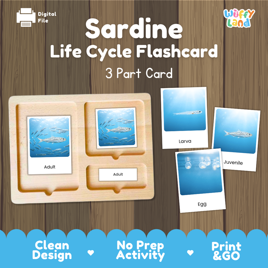 Sardine Life Cycle Flashcards 3 Part Cards Montessori Science Printable