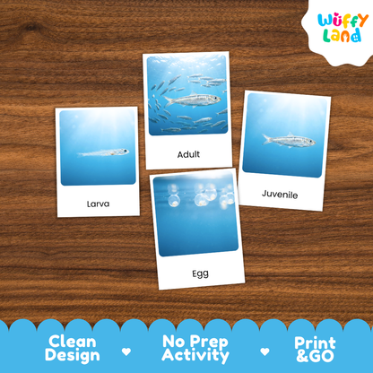 Sardine Life Cycle Flashcards 3 Part Cards Montessori Science Printable