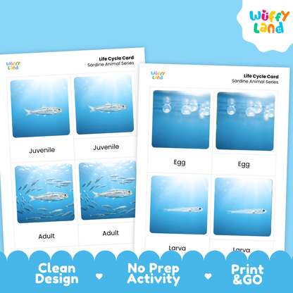 Sardine Life Cycle Flashcards 3 Part Cards Montessori Science Printable