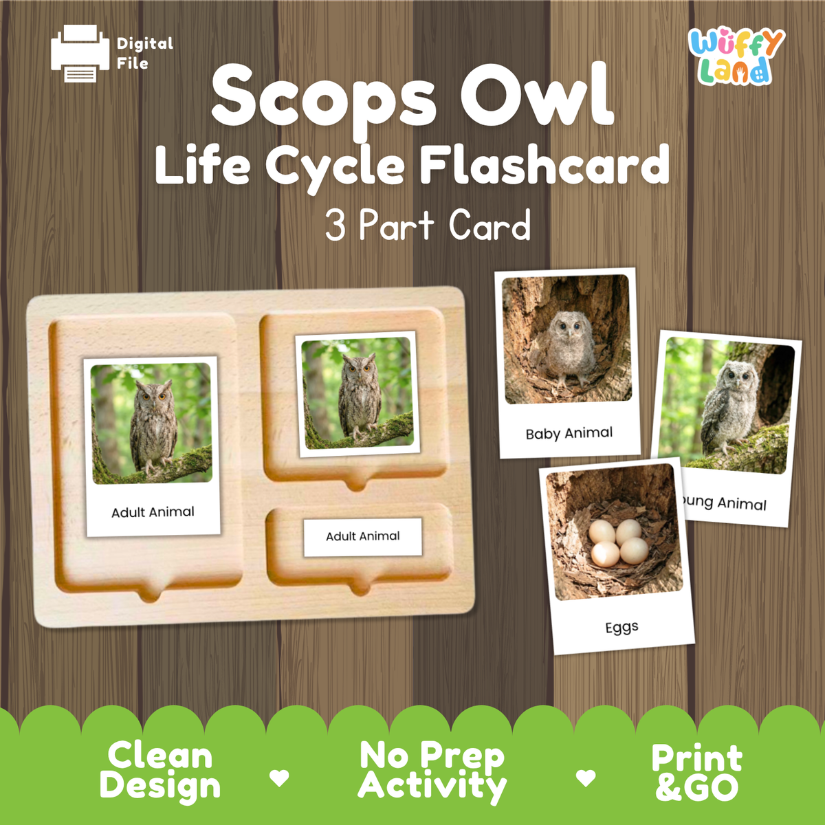 Scops Owl Life Cycle Flashcard 3 Part Card