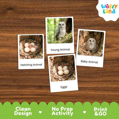 Scops Owl Life Cycle Flashcard 3 Part Card