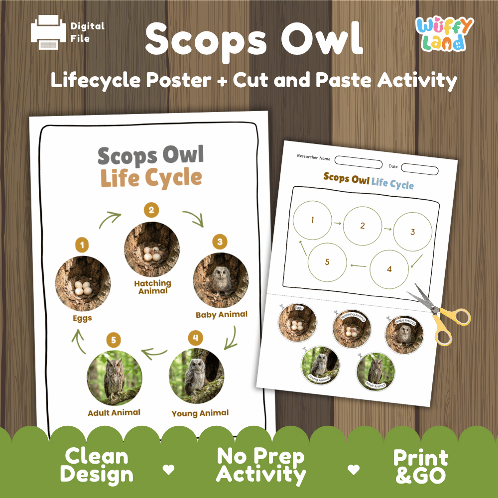Scops Owl Life Cycle Poster and Cut and Paste Worksheet Activity