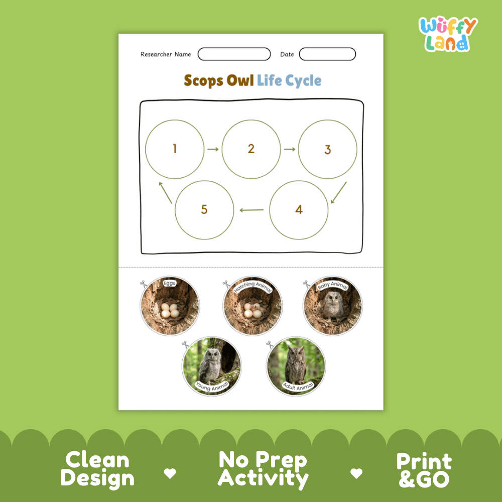 Scops Owl Life Cycle Poster and Cut and Paste Worksheet Activity