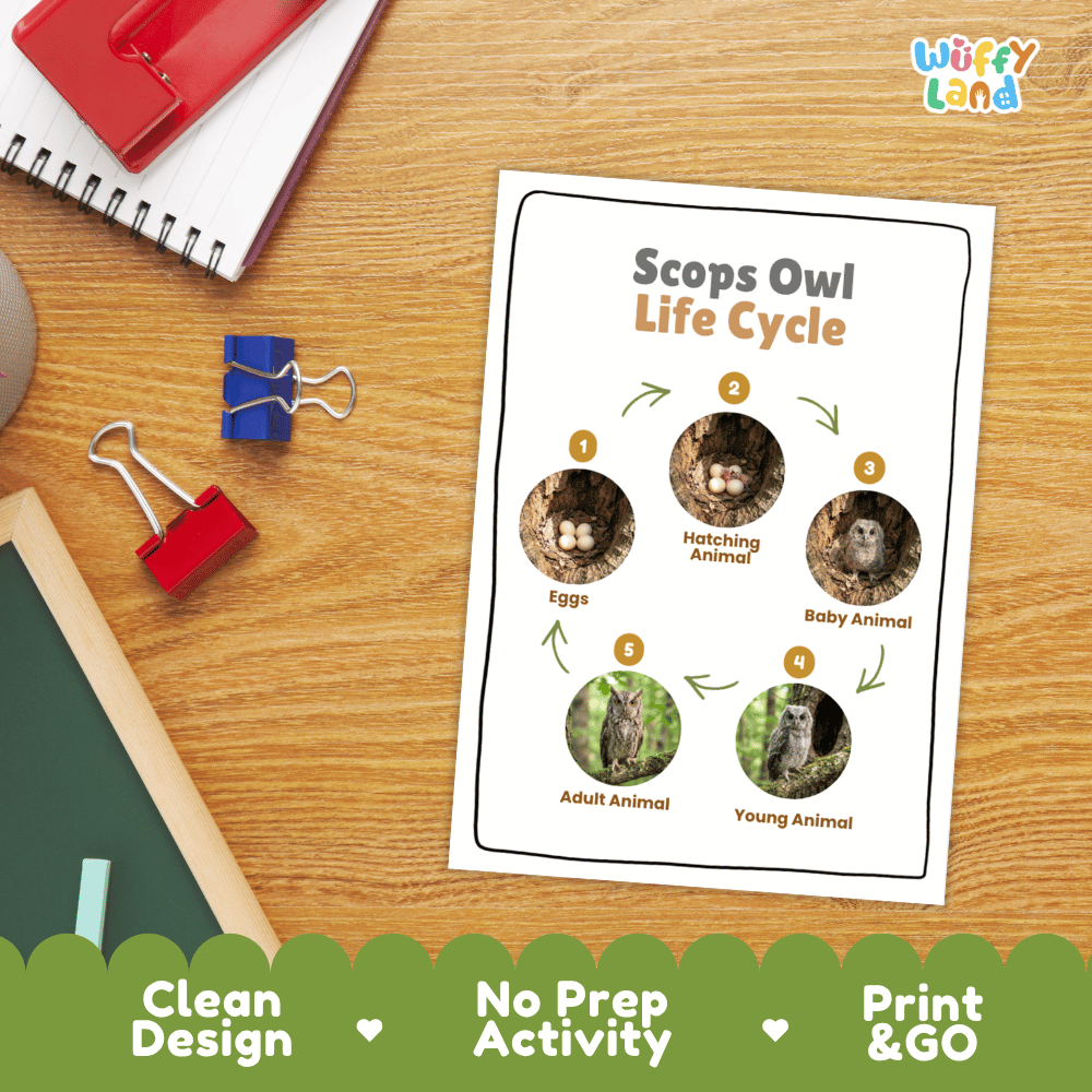 Scops Owl Life Cycle Poster and Cut and Paste Worksheet Activity