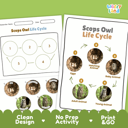 Scops Owl Life Cycle Poster and Cut and Paste Worksheet Activity