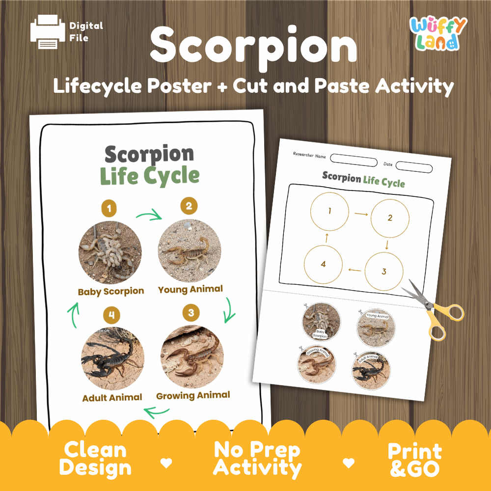 Scorpion Life Cycle Poster and Cut and Paste Activity Worksheets