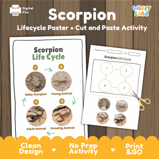 Scorpion life cycle sequencing reference chart and cut and paste student worksheet with 4 developmental stages