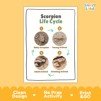 Scorpion Life Cycle Poster and Cut and Paste Activity Worksheets