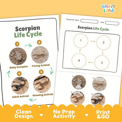 Scorpion Life Cycle Poster and Cut and Paste Activity Worksheets