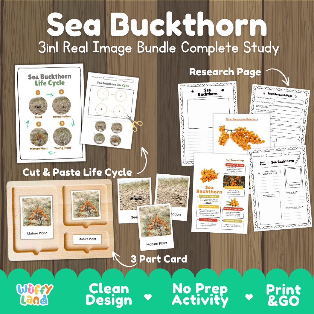 Complete Sea Buckthorn 3-in-1 real image study bundle featuring cut and paste worksheets, Montessori 3-part cards, and research pages 🍊🌱