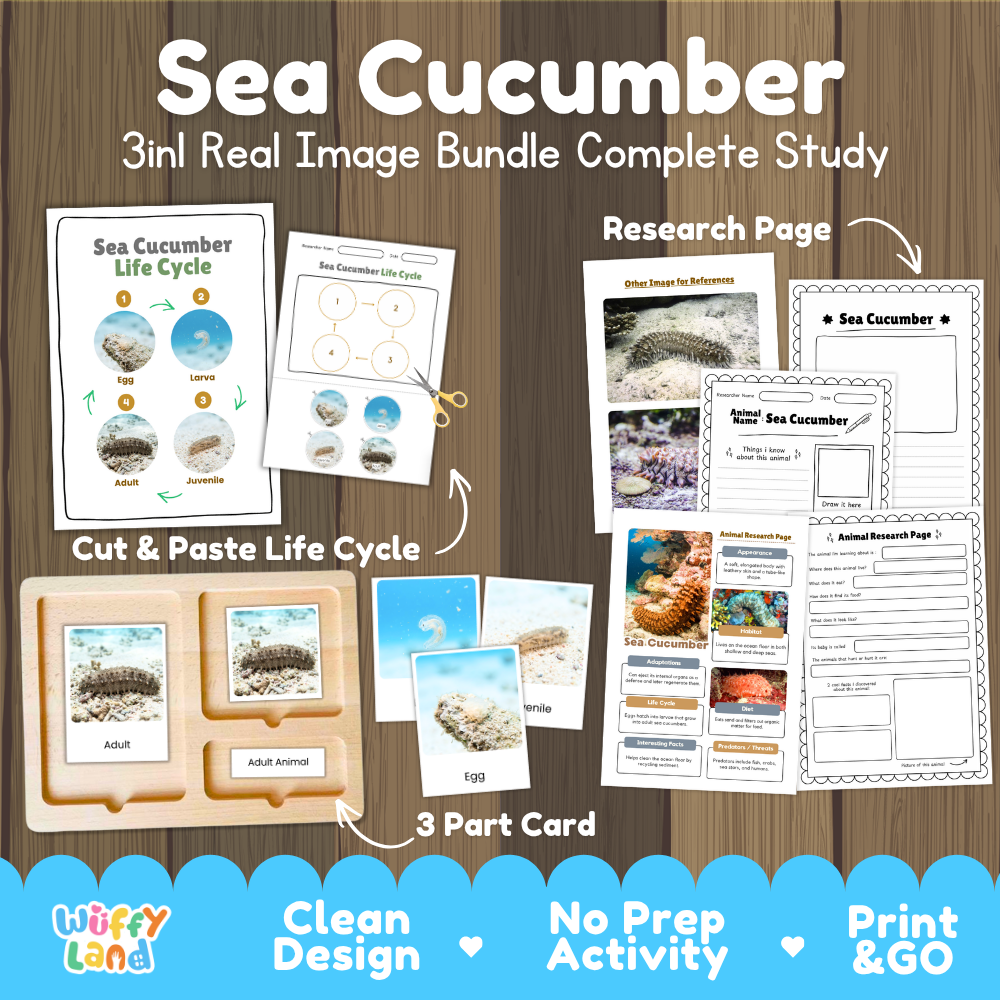 Sea cucumber 3-in-1 real image bundle complete study cover showing cut and paste life cycle, 3 part cards, and research pages