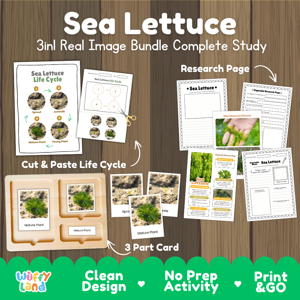 Sea lettuce 3in1 real image bundle complete study printable featuring life cycle cut and paste worksheets, Montessori 3-part cards, and research pages