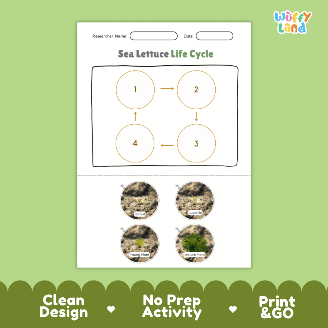 Educational reference poster showing four realistic photo stages of a sea lettuce life cycle including sprout, juvenile, young plant, and mature plant