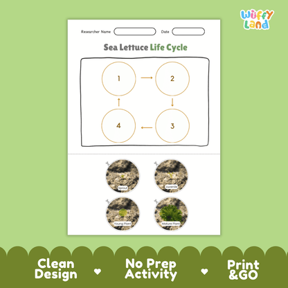 Educational reference poster showing four realistic photo stages of a sea lettuce life cycle including sprout, juvenile, young plant, and mature plant