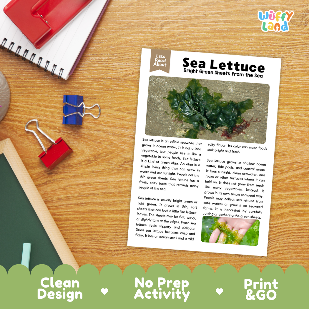 Student reading comprehension worksheet with short-answer questions and lined sections about sea lettuce marine algae