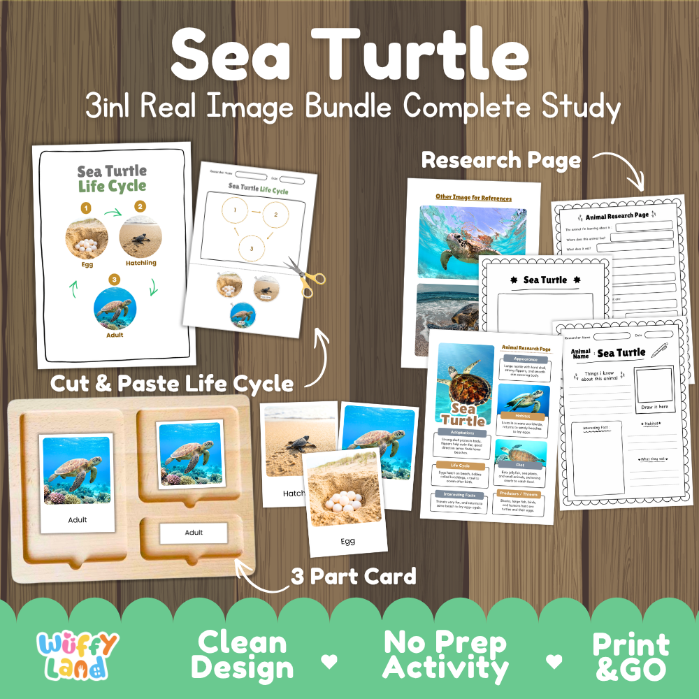 Sea turtle 3-in-1 real image bundle complete study cover showing cut and paste life cycle, 3 part cards, and research pages