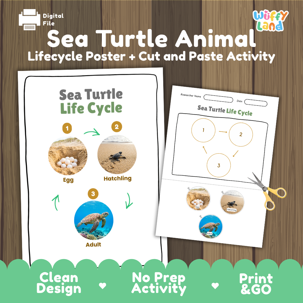 Sea turtle life cycle sequencing reference chart and cut and paste student worksheet with 3 developmental stages