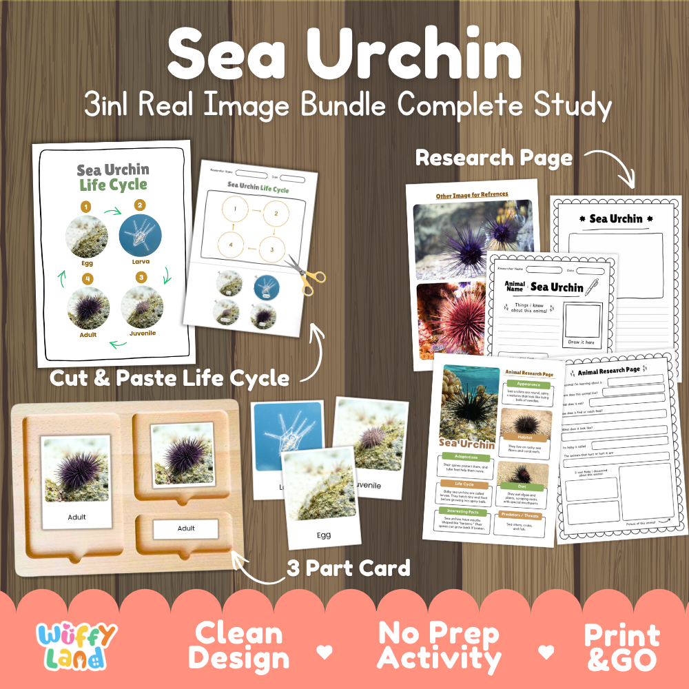 Sea urchin 3-in-1 real image bundle complete study cover showing cut and paste life cycle, 3 part cards, and research pages