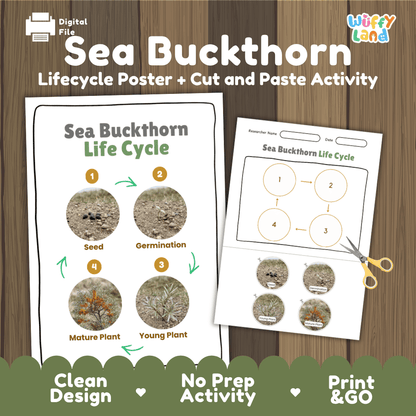 Sea Buckthorn Life Cycle Poster and Cut and Paste Worksheet Activity