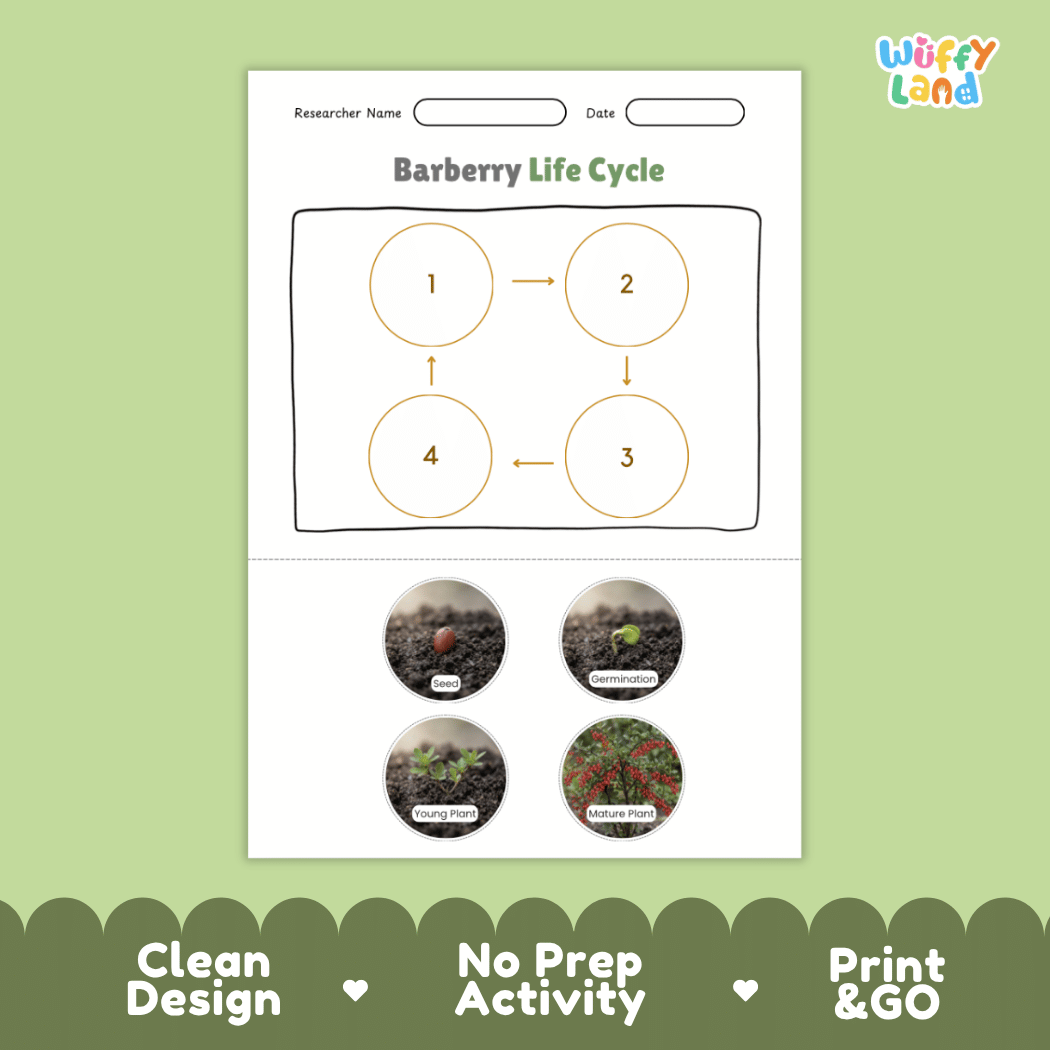 Sea Buckthorn Life Cycle Poster and Cut and Paste Worksheet Activity