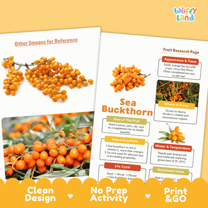 Sea Buckthorn Fruit Research Activity Worksheet Science Superfood Healthy Eating