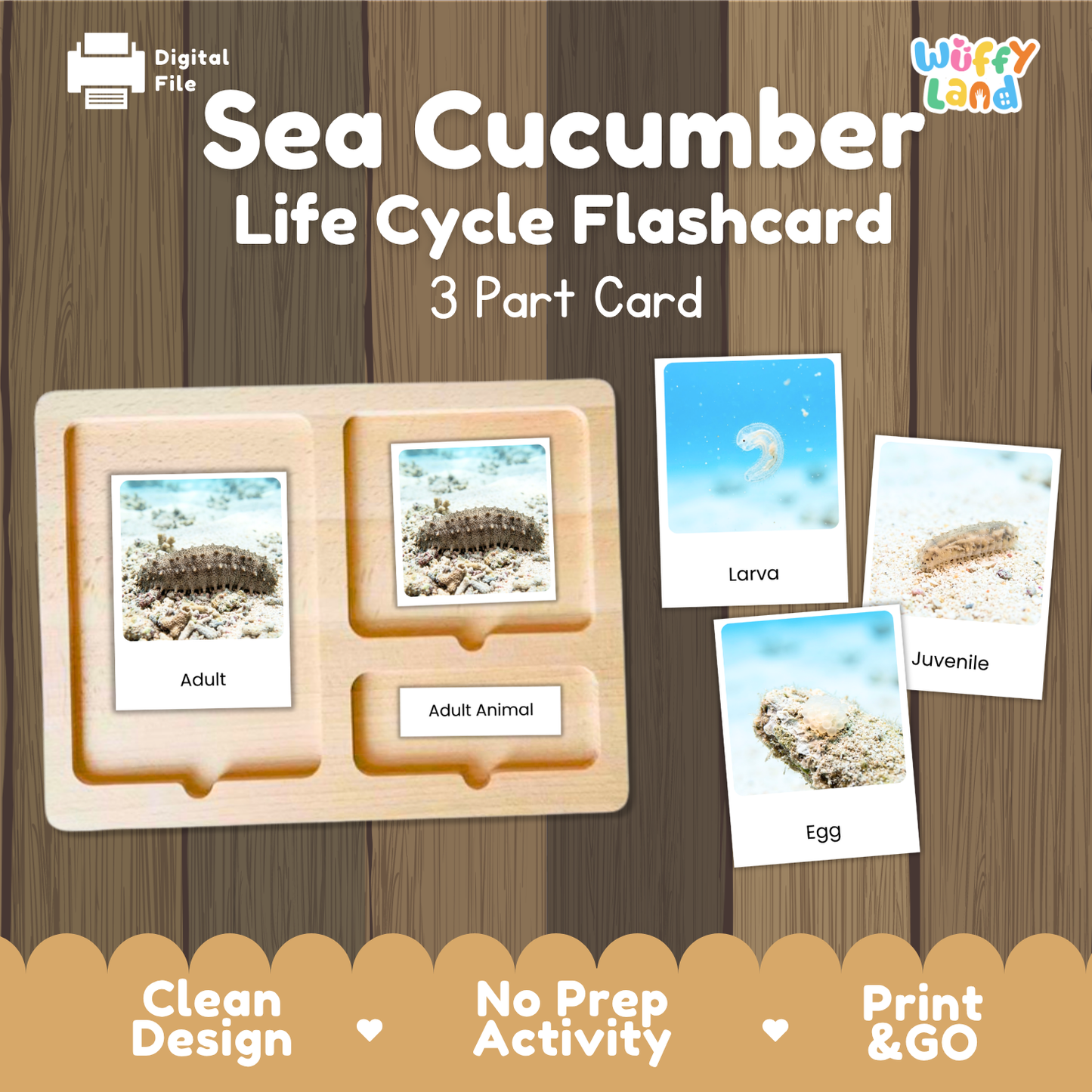 Sea Cucumber Life Cycle Flashcard set by Wiffy Land, featuring a wooden 3-part card tray with adult, juvenile, and egg cards, shown on a wood-grain background with promotional text.