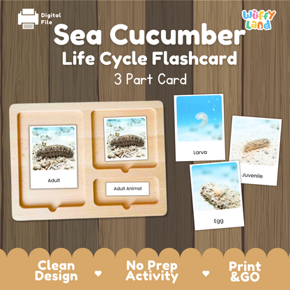 Sea Cucumber Life Cycle Flashcard set by Wiffy Land, featuring a wooden 3-part card tray with adult, juvenile, and egg cards, shown on a wood-grain background with promotional text.