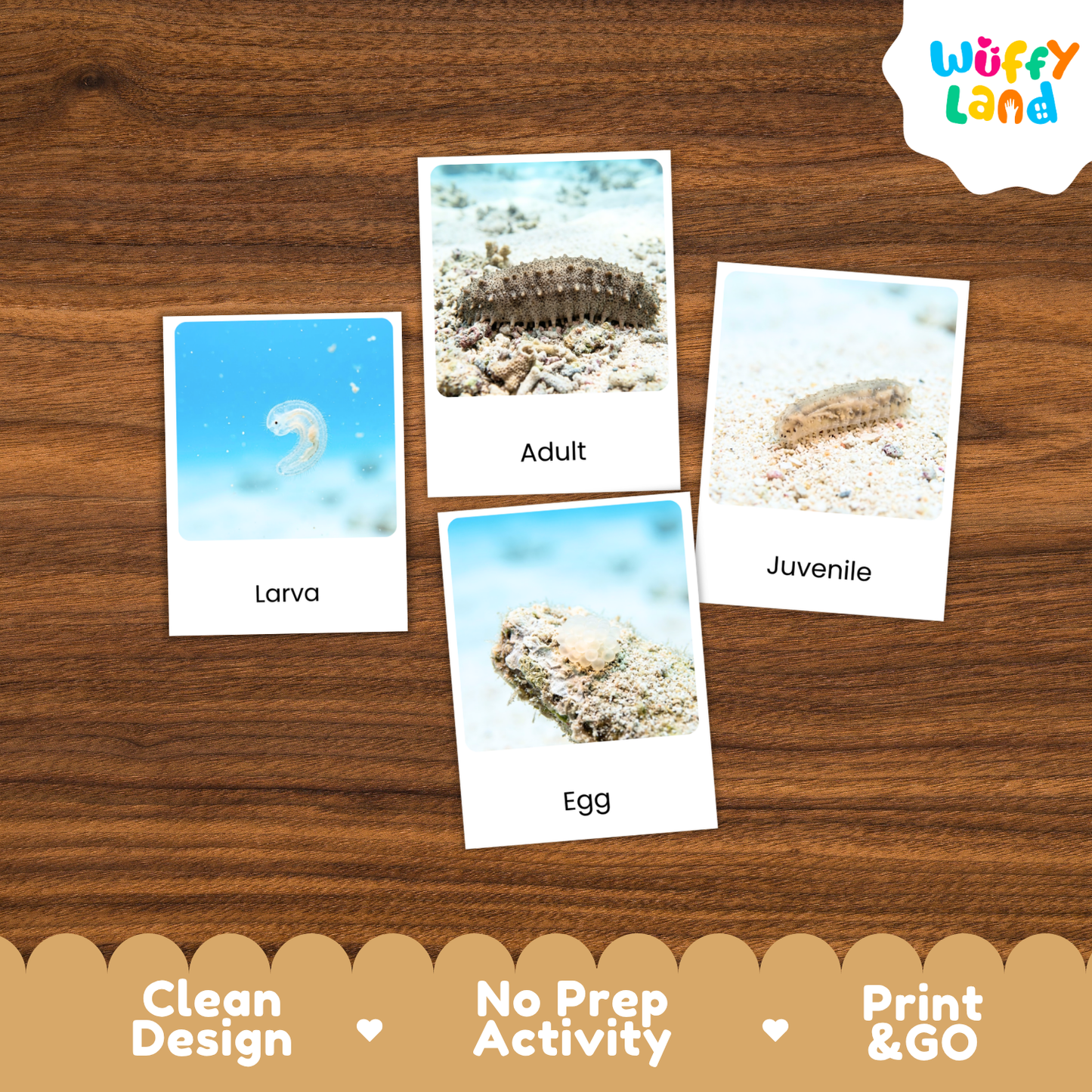 Four educational marine life activity cards showing Larva, Adult, Egg, and Juvenile stages, arranged on a brown wood background with a Wuffy Land logo and feature badges.