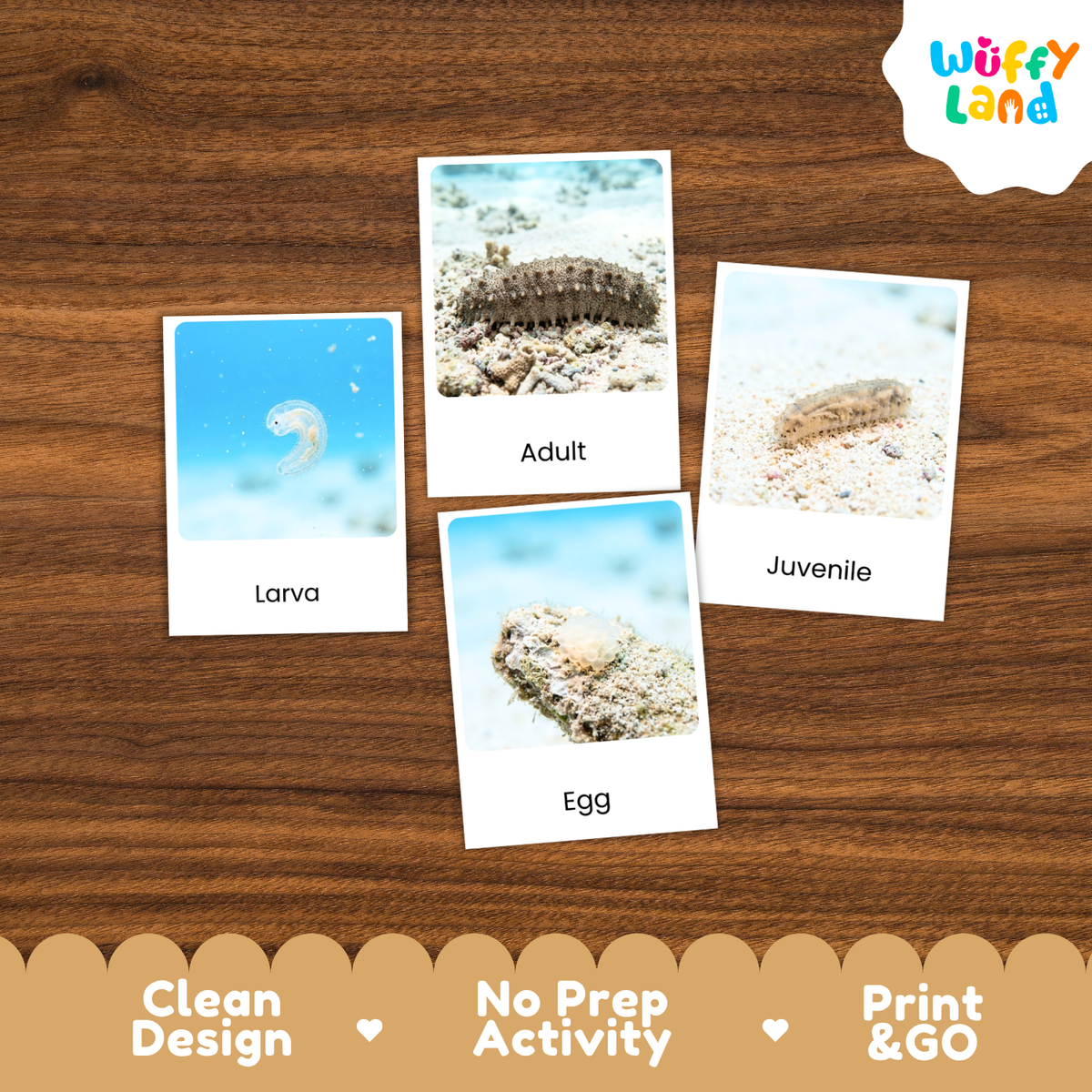Four educational marine life activity cards showing Larva, Adult, Egg, and Juvenile stages, arranged on a brown wood background with a Wuffy Land logo and feature badges.