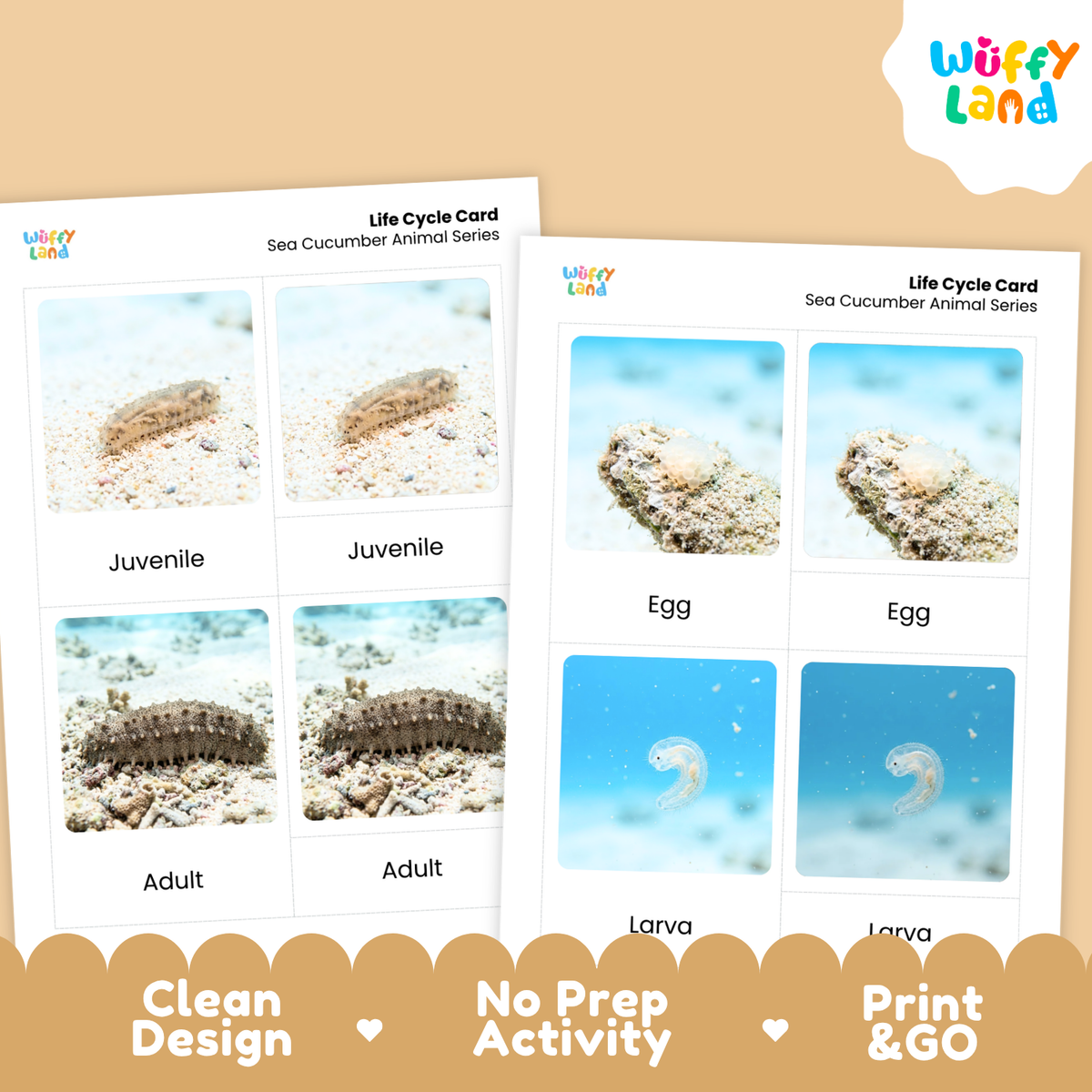 Two printed life cycle cards for sea cucumber animal series shown on a beige background, with the Wiffy Land logo in the top right and a brown banner at the bottom reading Clean Design, No Prep Activity, and Print & GO.