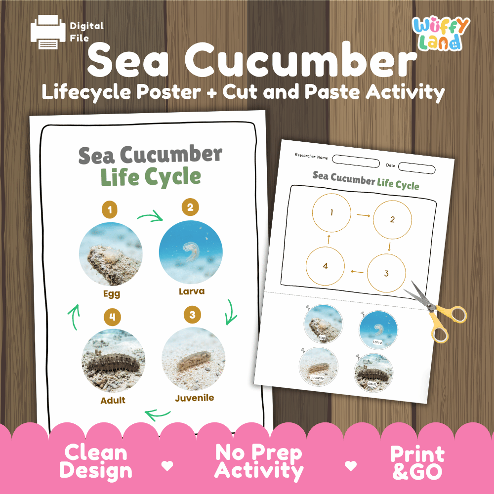 Sea Cucumber Life Cycle Poster and Cut and Paste Activity Worksheets